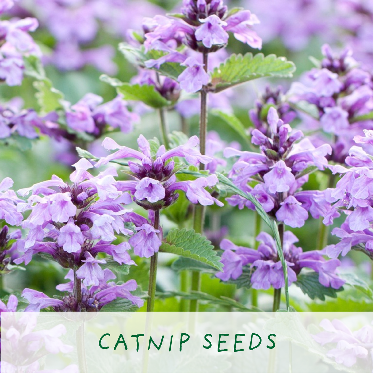 Grow Cat Treats. Cat Lovers Eco Mini-Grow-Kit - Sweet Pea & Little Wolf