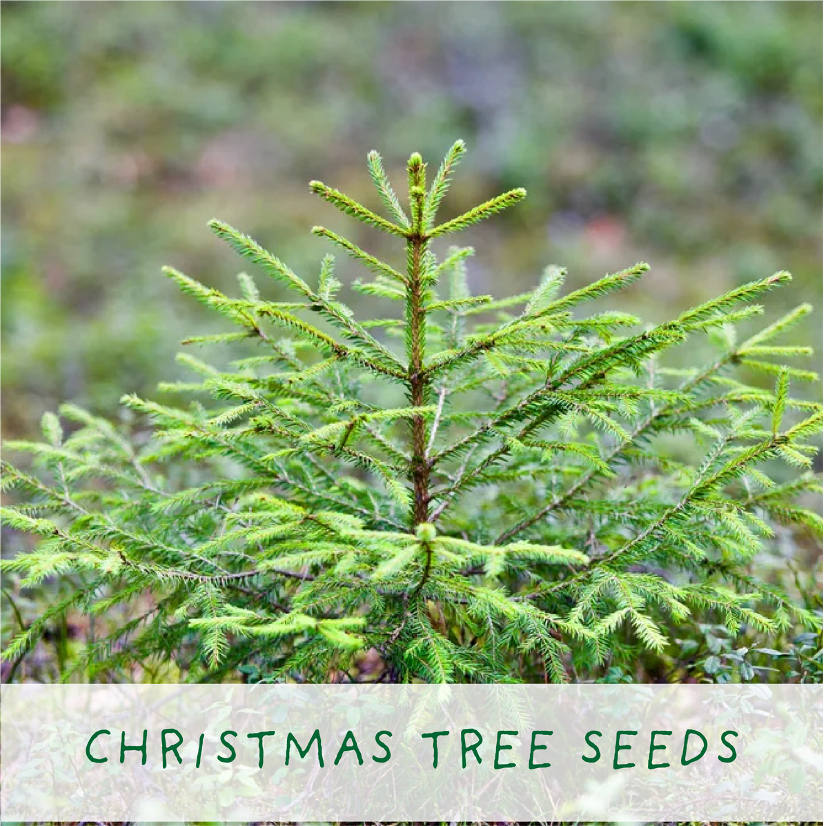 Merry Christmas, Grow Your Own Xmas Tree, plus Candy Canes
