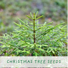 Merry Christmas, Grow Your Own Xmas Tree, plus Candy Canes